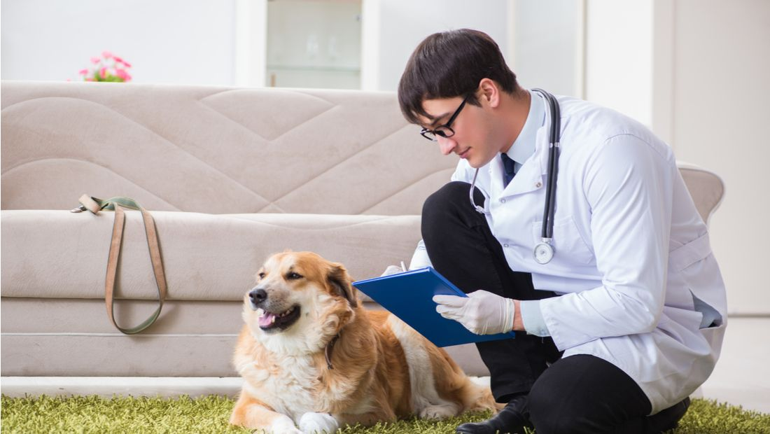 Compassionate Choices: Understanding Urgent Pet Care and At-Home Pet Euthanasia Services