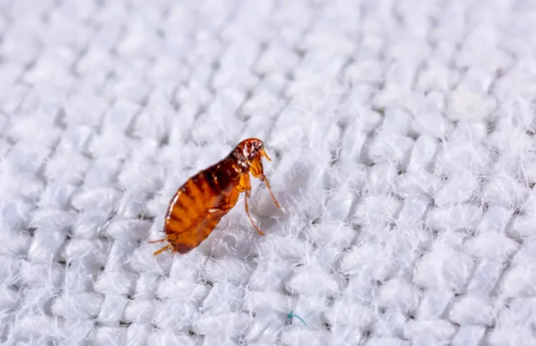 Prevent and Recognize Flea Infestations in Your Home