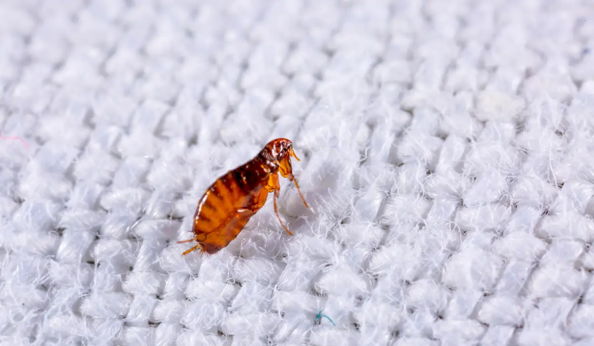 Prevent and Recognize Flea Infestations in Your Home