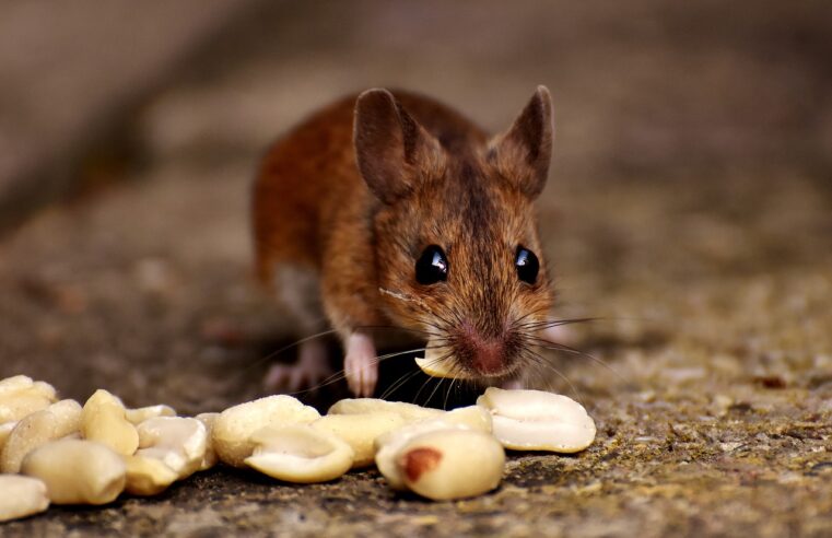 How Can You Keep Mice Out of Your House?